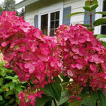 HYDRANGEA. PANICULATA. PRIMRED®  vaso 19