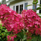 HYDRANGEA. PANICULATA. PRIMRED®  vaso 19