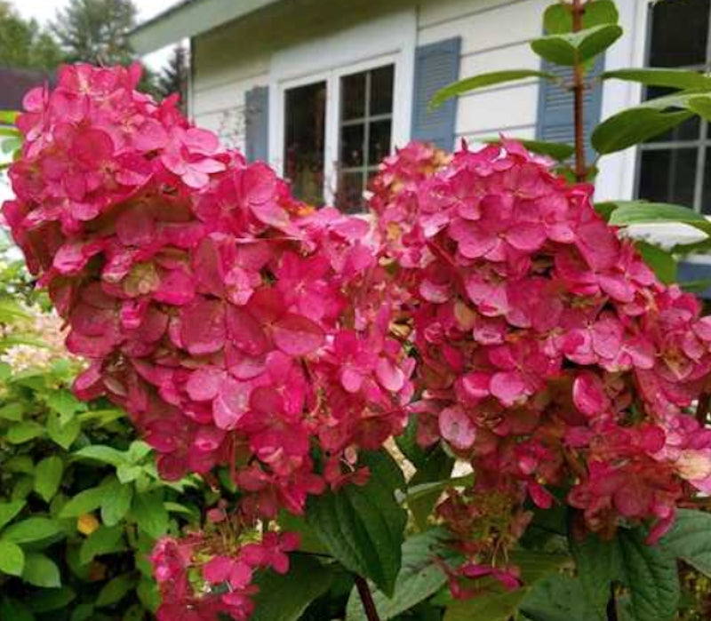HYDRANGEA. PANICULATA. PRIMRED®  vaso 19