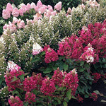 HYDRANGEA. PANICULATA. PRIMRED®  vaso 19