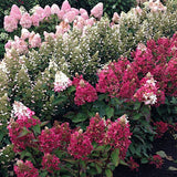 HYDRANGEA. PANICULATA. PRIMRED®  vaso 19