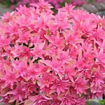 Hydrangea Macrophylla you end mee Princess Diana vaso 19