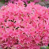 Hydrangea Macrophylla you end mee Princess Diana vaso 19