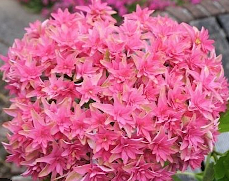 Hydrangea Macrophylla you end mee Princess Diana vaso 19