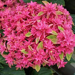 Hydrangea Macrophylla you end mee Princess Diana vaso 19