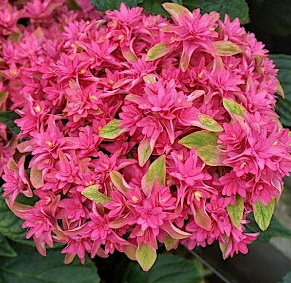Hydrangea Macrophylla you end mee Princess Diana vaso 19