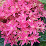 Hydrangea Macrophylla you end mee Princess Diana vaso 19