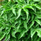 Acer Crispifolium Shishigashira