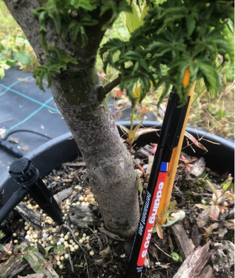Acer Palmatum Shishigashira vaso 24/26