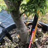 Acer Palmatum Shishigashira vaso 24/26