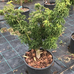 Acer Palmatum Shishigashira vaso 24/26