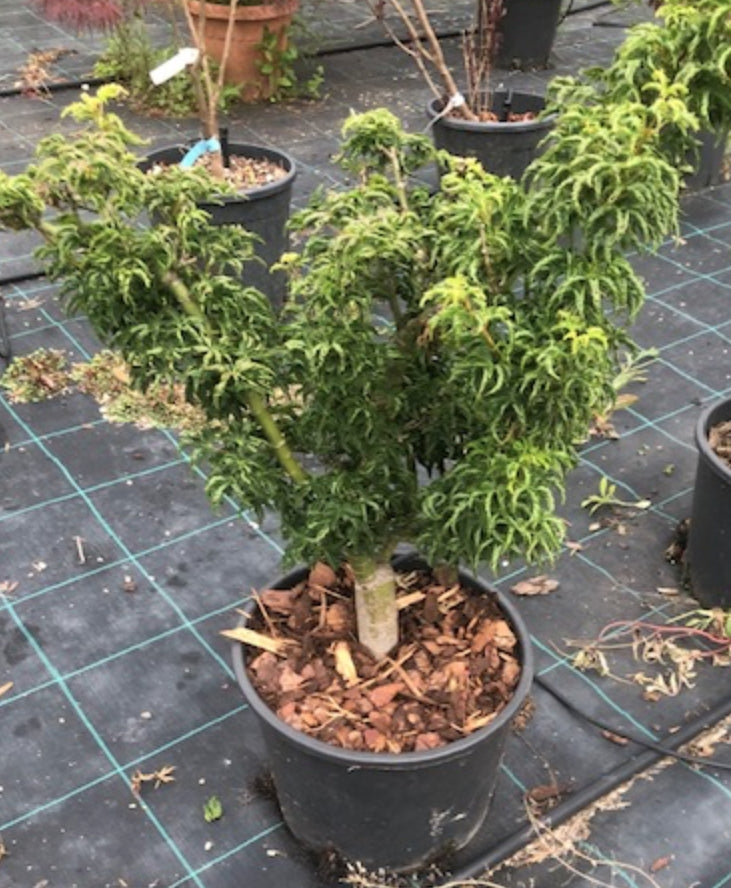 Acer Palmatum Shishigashira vaso 24/26