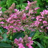 Hydrangea Paniculata Prim Red vaso 19