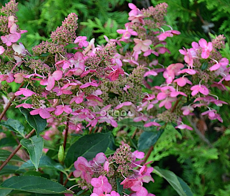 Hydrangea Paniculata Prim Red vaso 19
