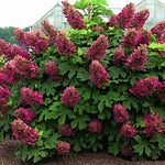 Hydrangea  Quercifolia Ruby Slippers vaso 19