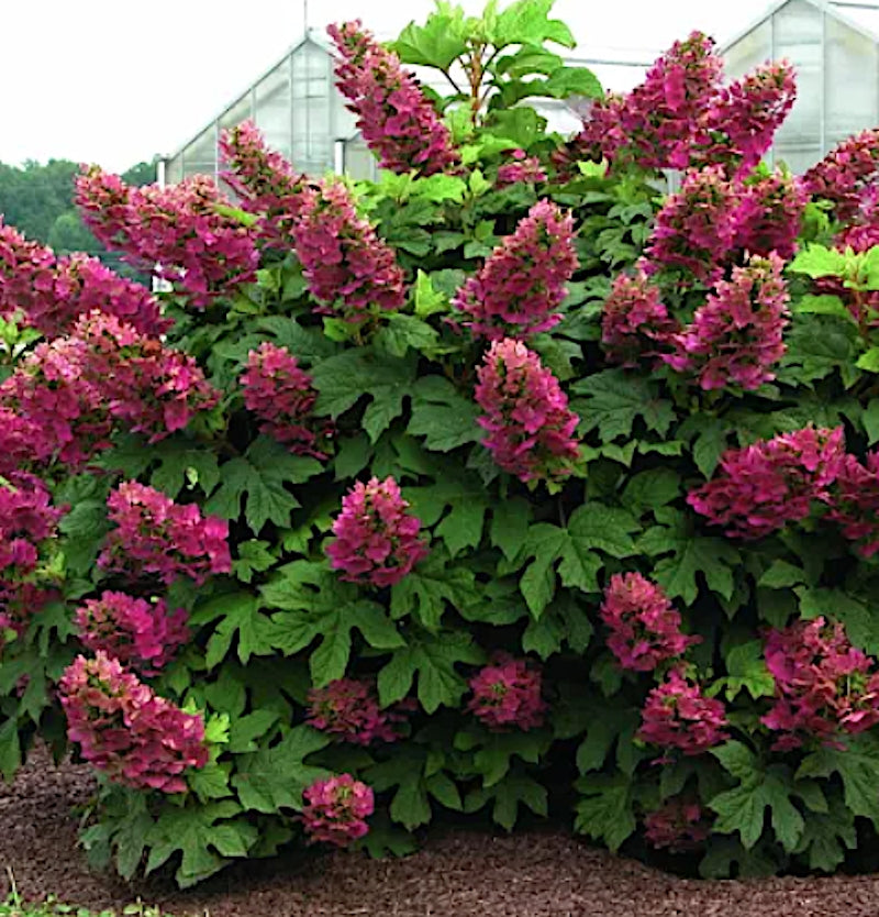 Hydrangea  Quercifolia Ruby Slippers vaso 19