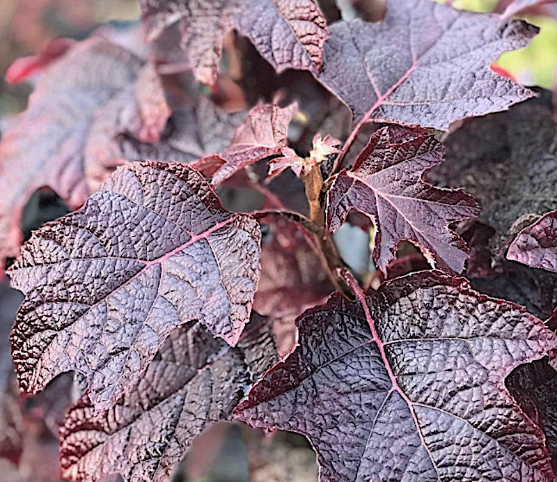 Hydrangea  Quercifolia Ruby Slippers vaso 19