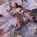 Hydrangea  Quercifolia Ruby Slippers vaso 19
