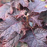 Hydrangea  Quercifolia Ruby Slippers vaso 19