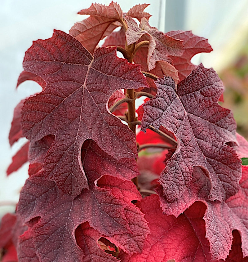 Hydrangea  Quercifolia Ruby Slippers vaso 19