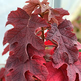 Hydrangea  Quercifolia Ruby Slippers vaso 19