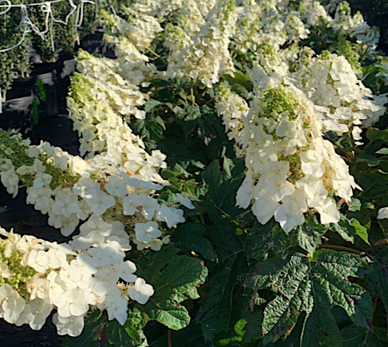 Hydrangea  Quercifolia Ruby Slippers vaso 19