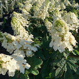 Hydrangea  Quercifolia Ruby Slippers vaso 19