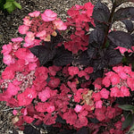 Hydrangea serrata 'Daredevil' ® vaso 19