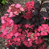Hydrangea serrata 'Daredevil' ® vaso 19