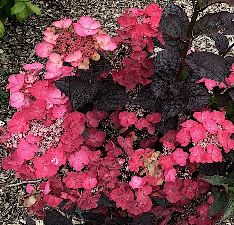 Hydrangea serrata 'Daredevil' ® vaso 19