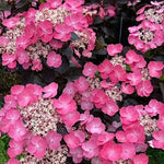 Hydrangea serrata 'Daredevil' ® vaso 19
