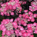Hydrangea serrata 'Daredevil' ® vaso 19