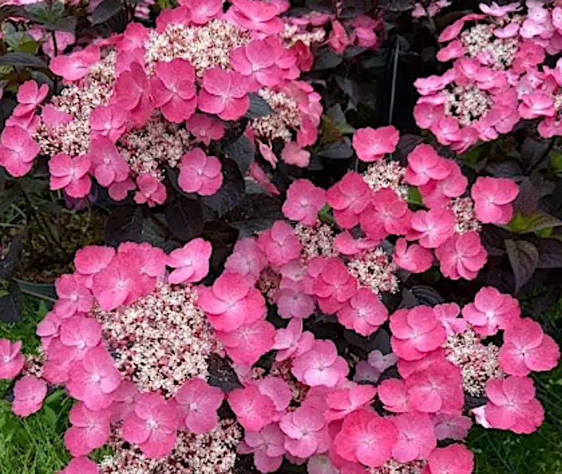 Hydrangea serrata 'Daredevil' ® vaso 19