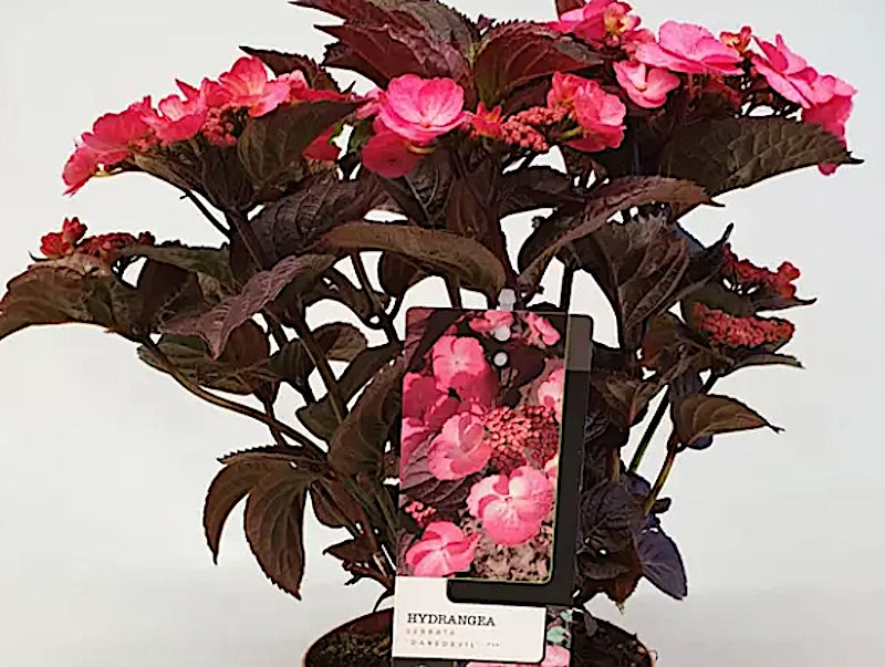 Hydrangea serrata 'Daredevil' ® vaso 19
