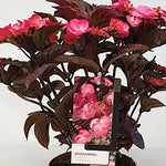 Hydrangea serrata 'Daredevil' ® vaso 19