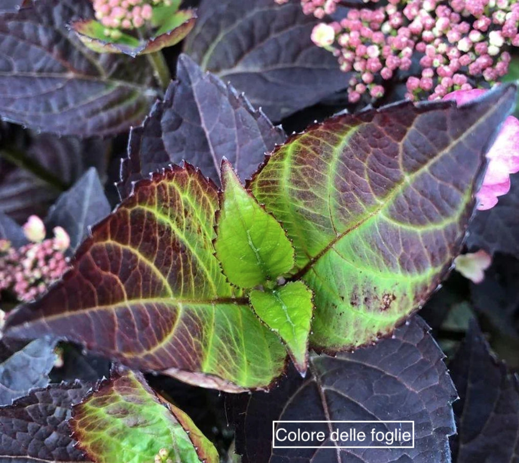 Hydrangea serrata 'Daredevil' ® vaso 19