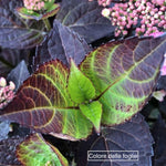 Hydrangea serrata 'Daredevil' ® vaso 19