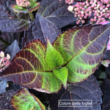 Hydrangea serrata 'Daredevil' ® vaso 19