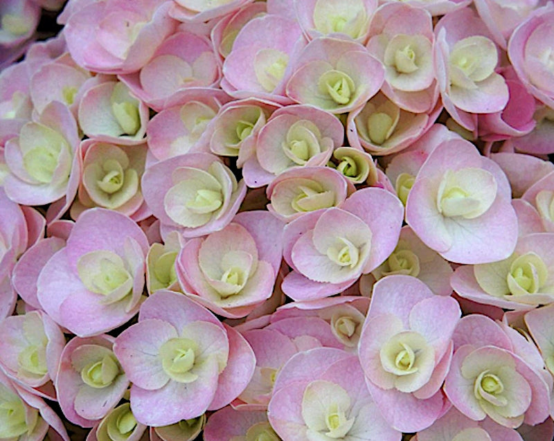 Hydrangea macrophylla you and me love vaso 19