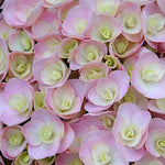 Hydrangea macrophylla you and me love vaso 19