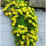 Delosperma Golden Wonder