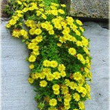 Delosperma Golden Wonder