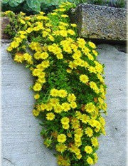 Delosperma Golden Wonder
