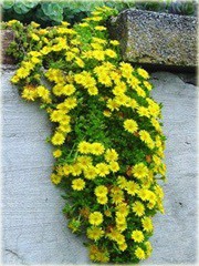 Delosperma Golden Wonder
