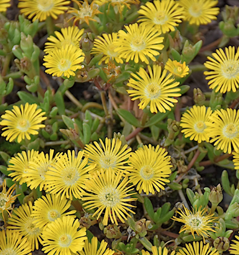 Delosperma Golden Wonder