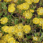 Delosperma Golden Wonder