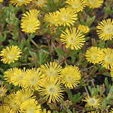 Delosperma Golden Wonder
