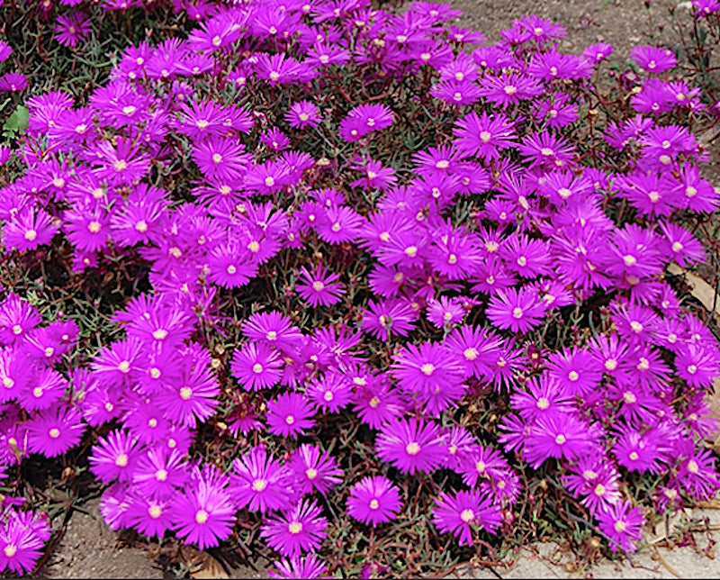 Delosperma Jewel Opal