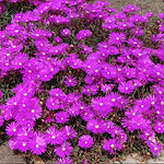 Delosperma Jewel Opal