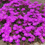 Delosperma Jewel Opal